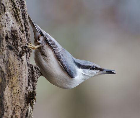 Nikon af-s 70-300mm f/4.5-5.6 vr test photo